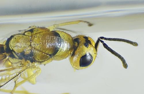 Megastigmus aculeatus